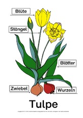 Tulpe-Bezeichnungen-Lösung.pdf